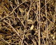 cotton stalks