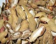 groundnut shell