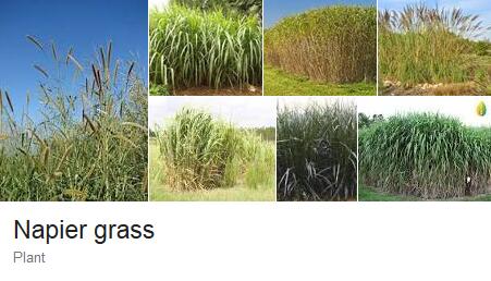 napier grass